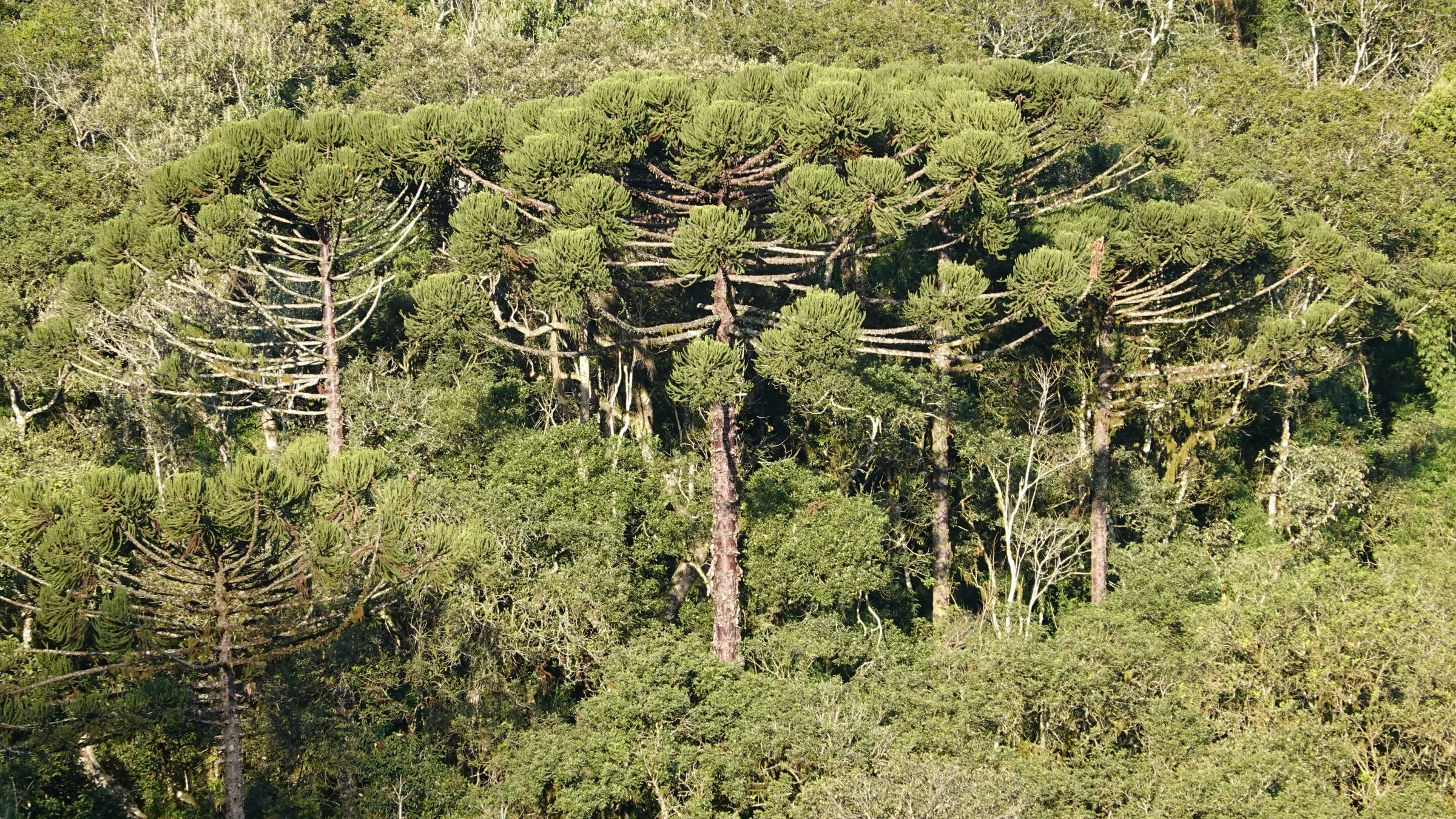 Bosque de araucárias adultas