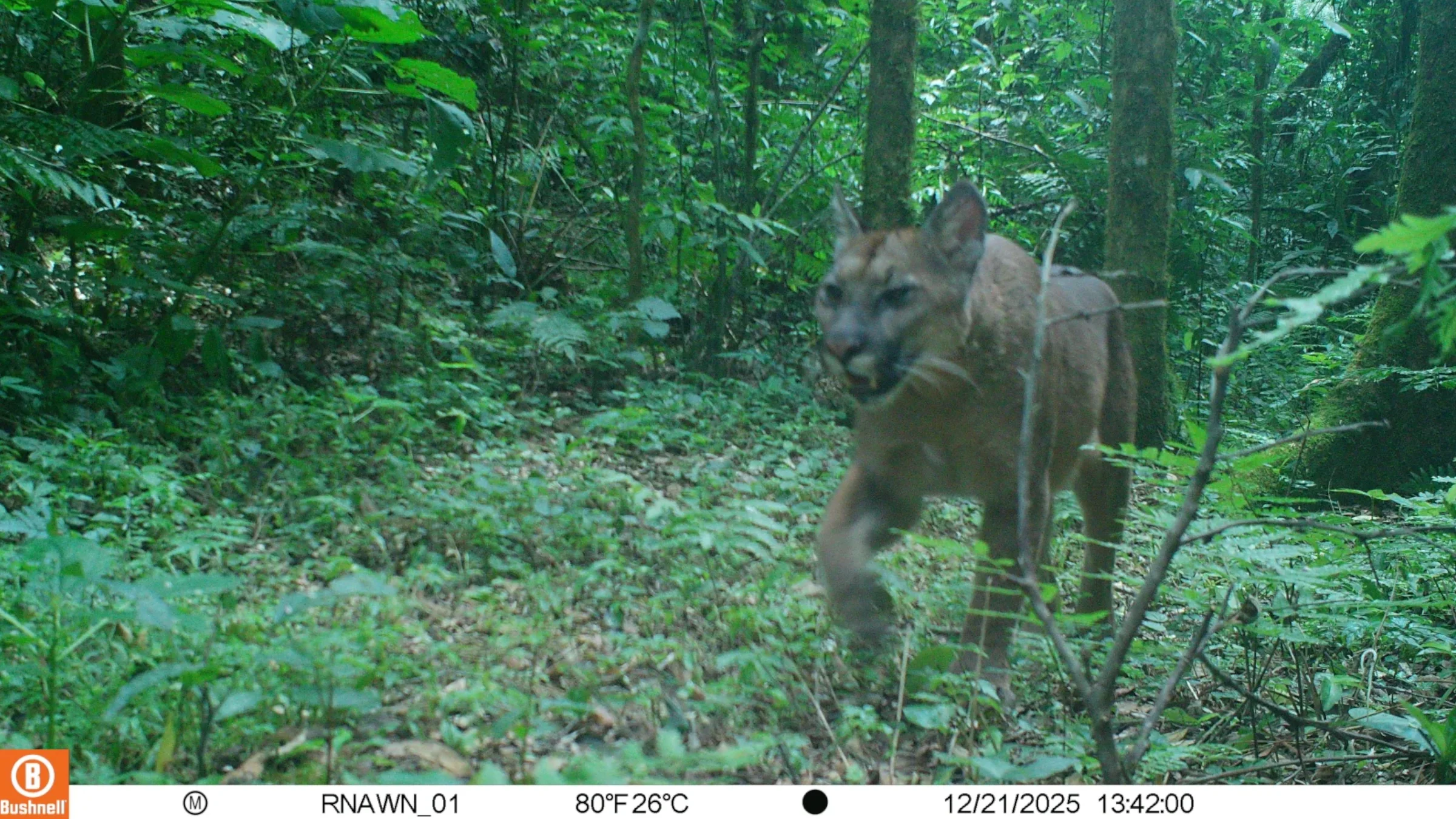 Suçuarana flagrada por câmera de monitoramento na Reserva Natural