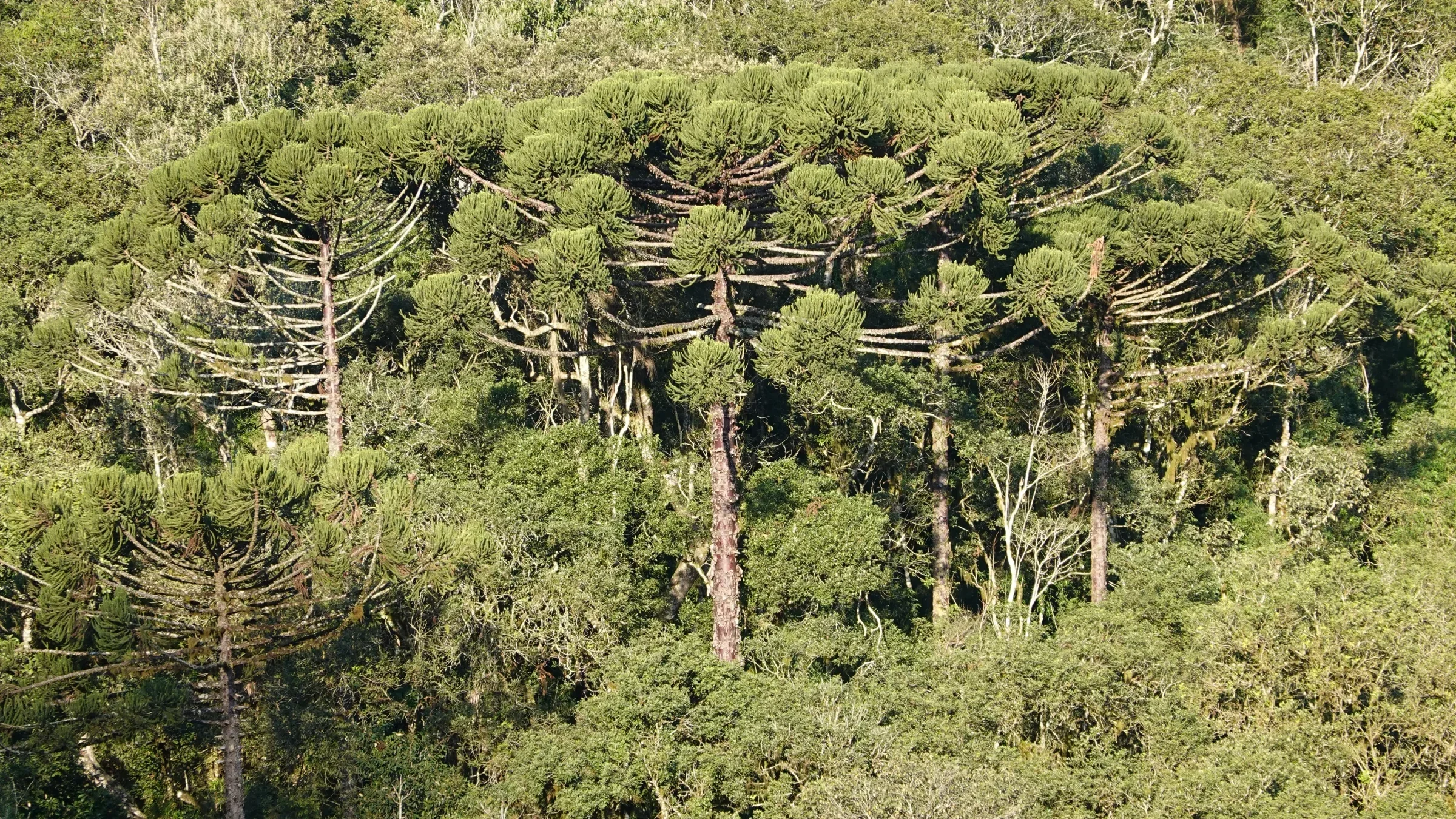 Bosque de araucárias adultas vista do alto