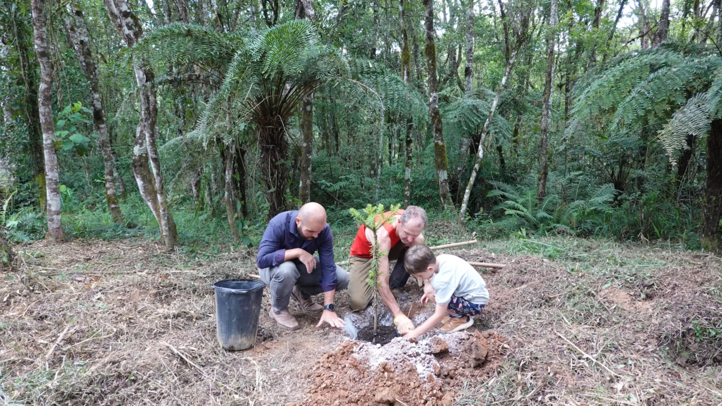 Plantio de muda de araucária na Reserva Natural