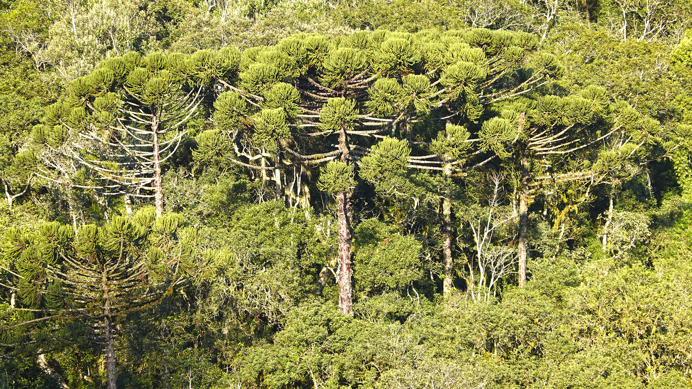 Floresta com Araucária, ecossistema do bioma Mata Atlântica.