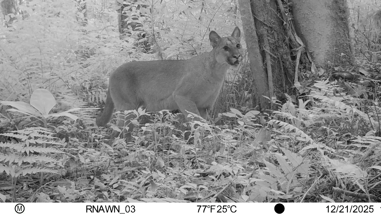 Suçuarana flagrada por câmera de monitoramento na Reserva Natural