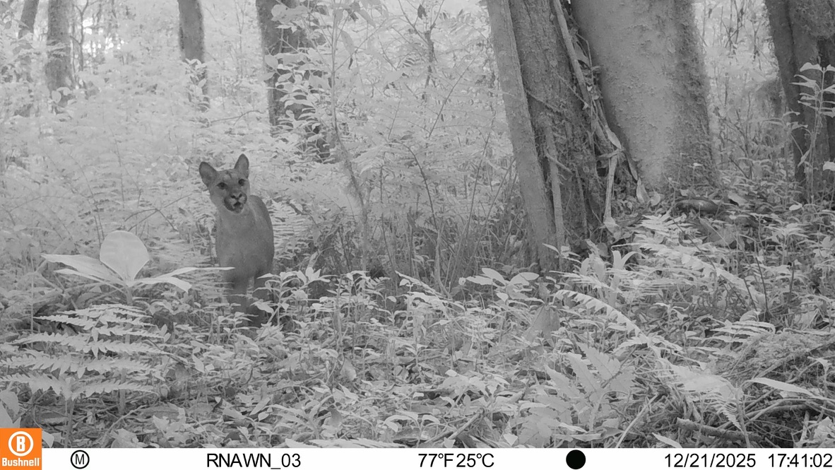 Suçuarana flagrada por câmera de monitoramento na Reserva Natural