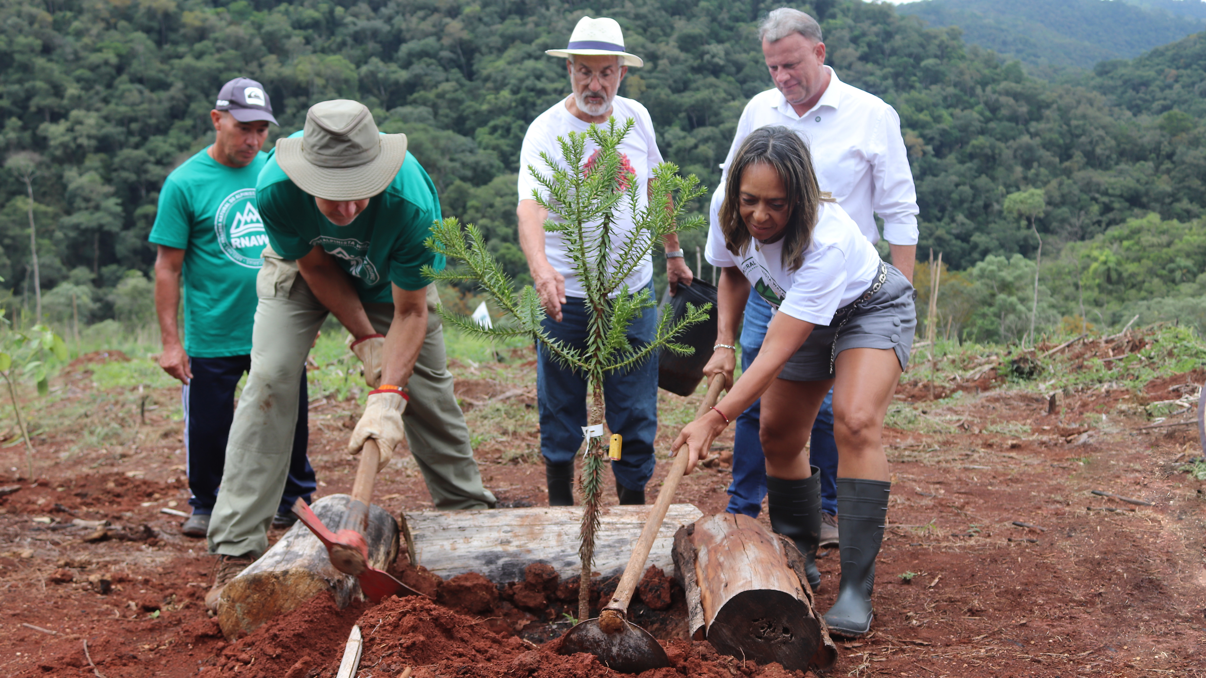 Plantio de araucária no Bosque Pelé